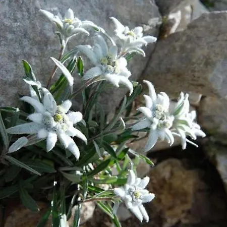 Apartahotel Pr' Jakapc' 3*